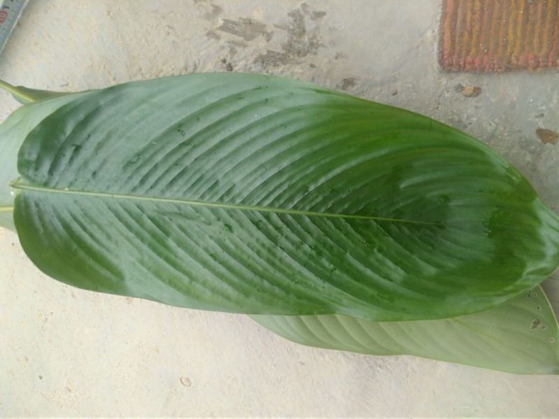粽叶9cm