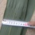 粽叶9cm