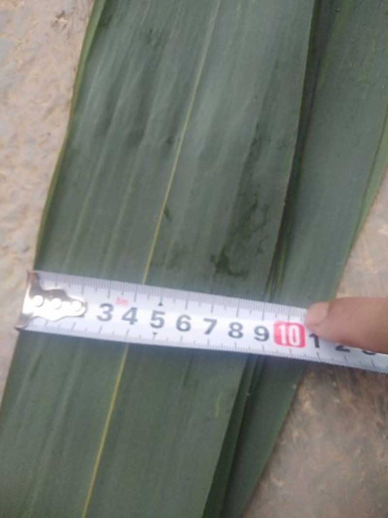粽叶9cm