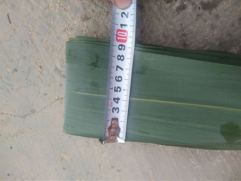 粽叶9cm