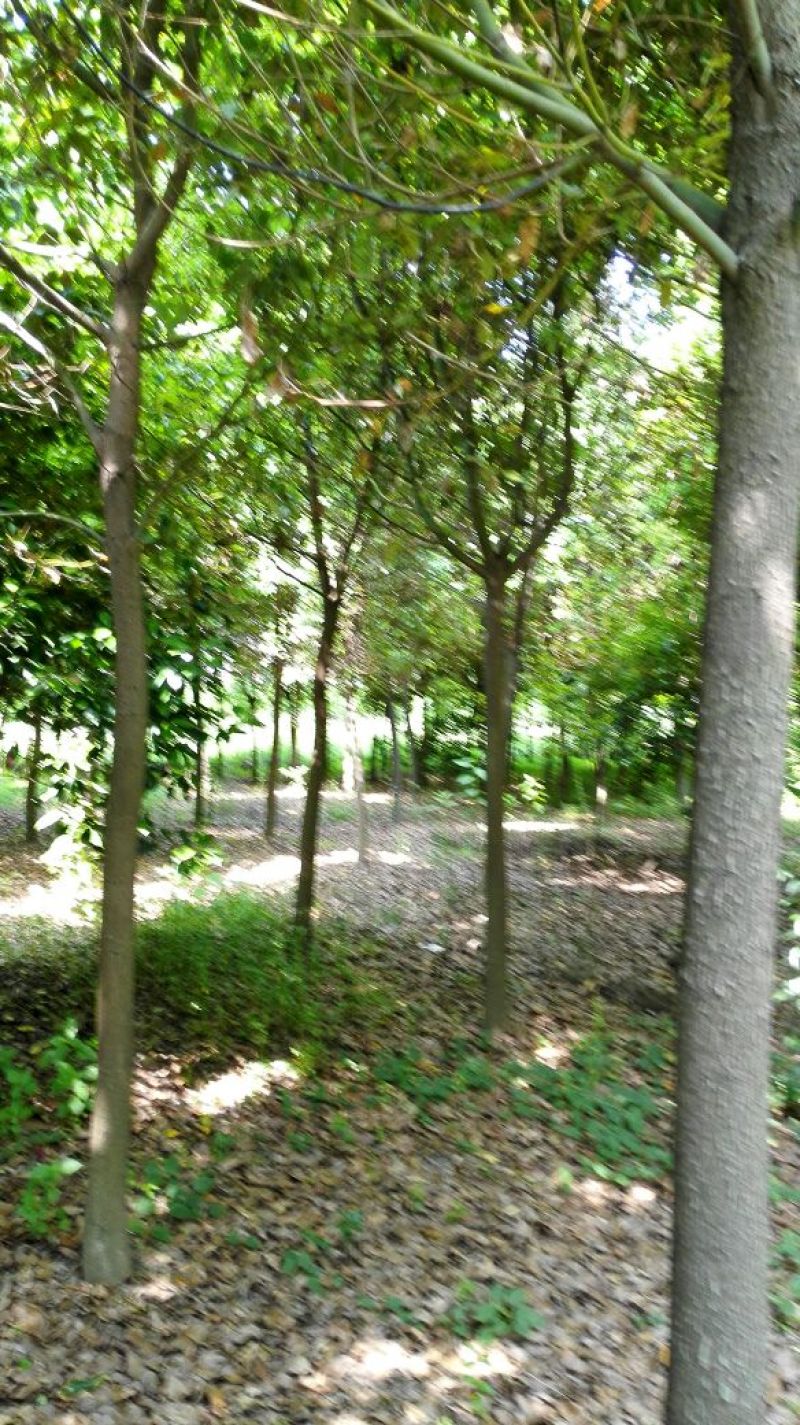 香樟10~12cm10~12cm3.5~4米
