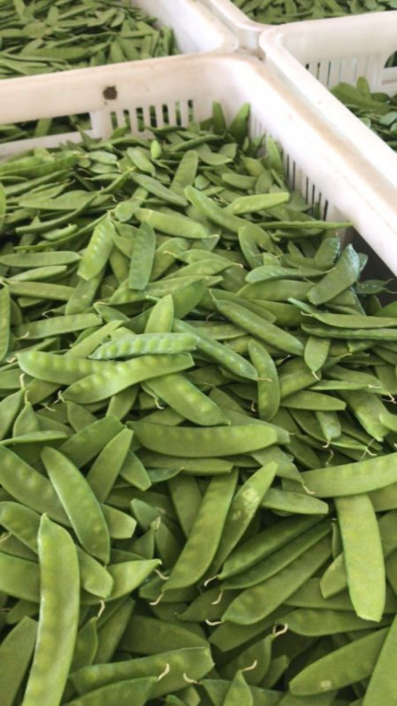 荷仁豆基地直发诚信合作欢迎新老客户前来选购