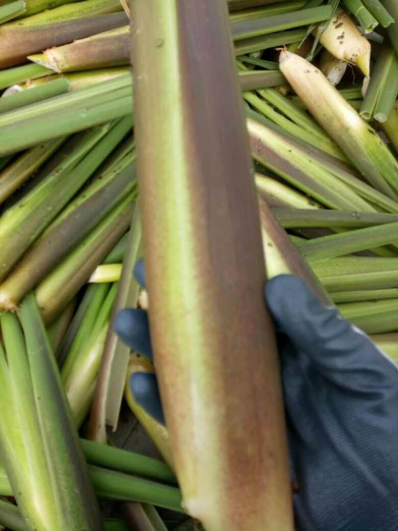 茭白带壳