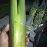 茭白带壳