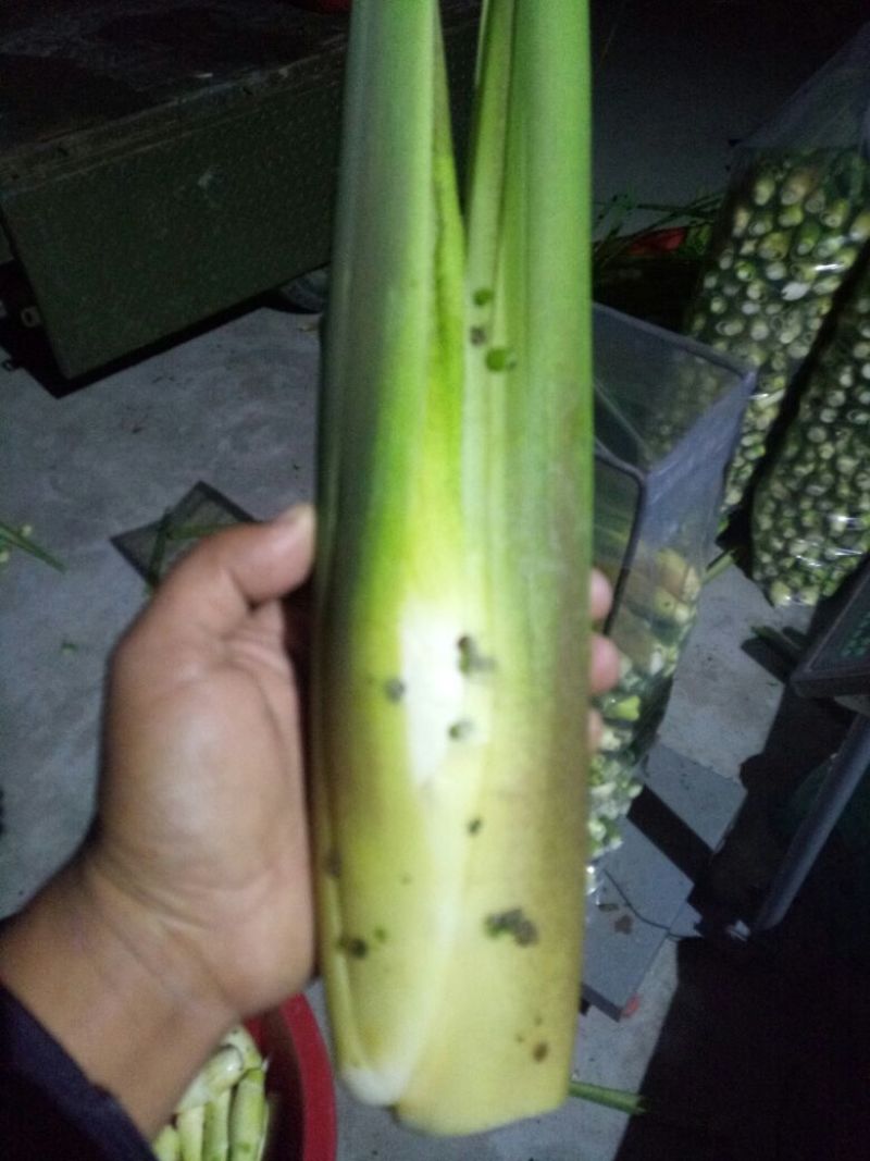 茭白带壳