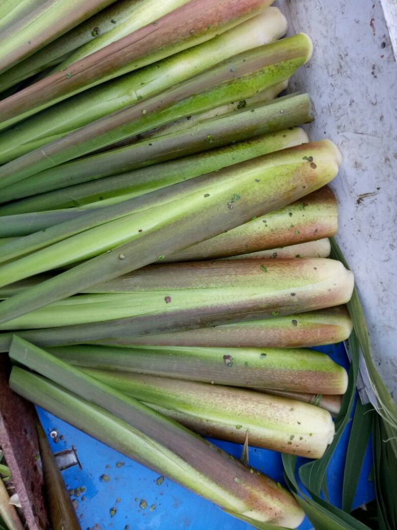 茭白带壳