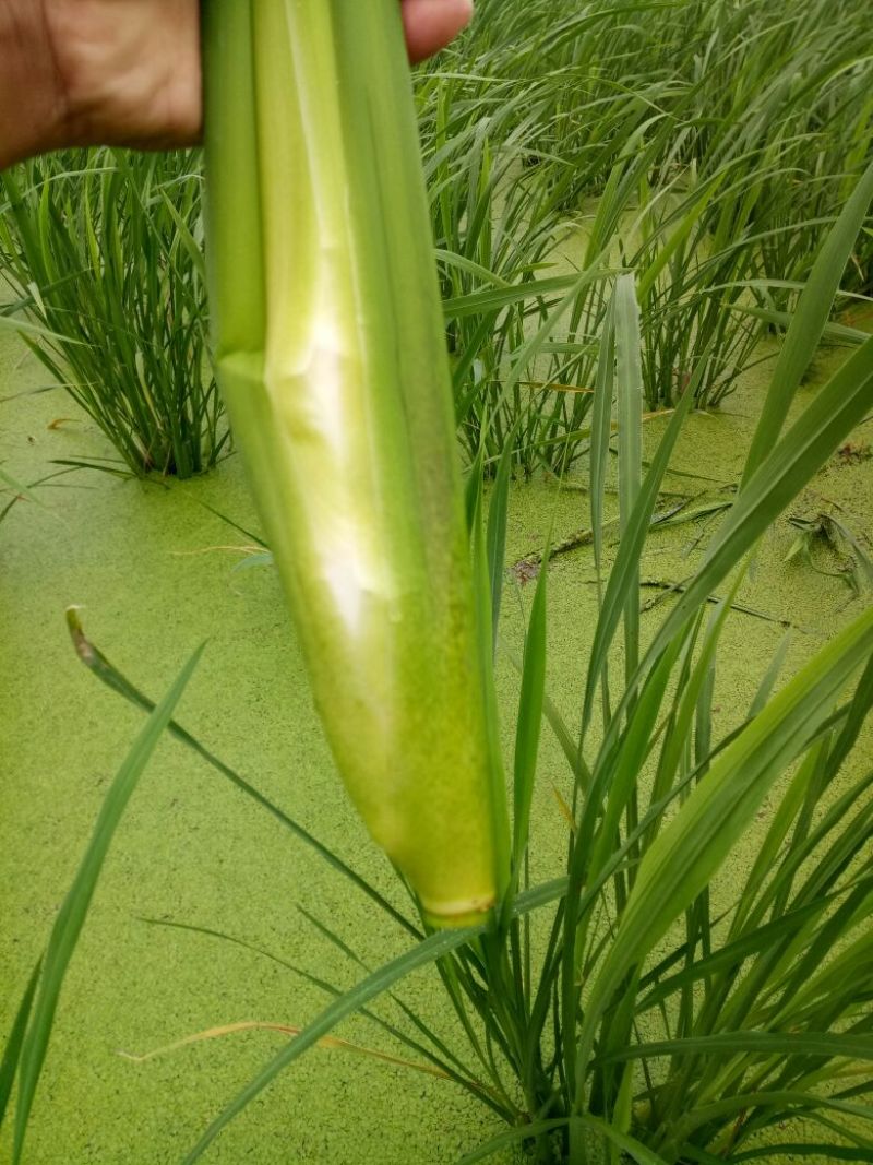 茭白带壳