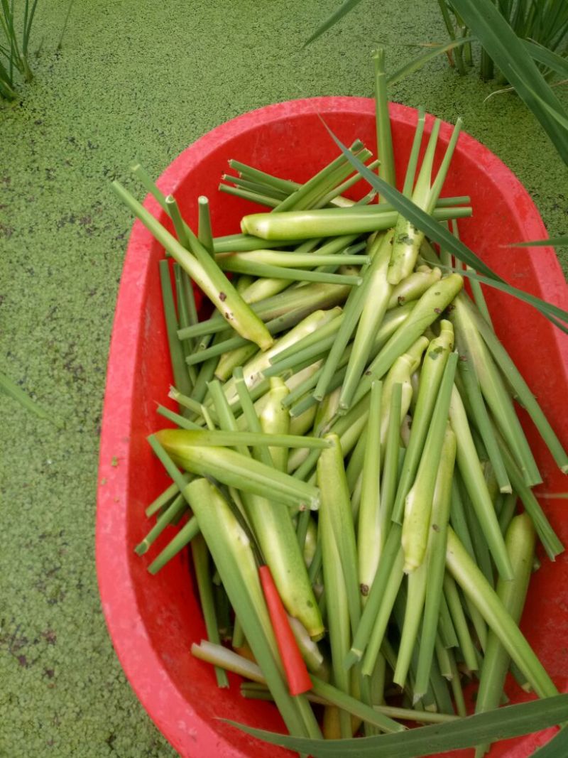 茭白带壳