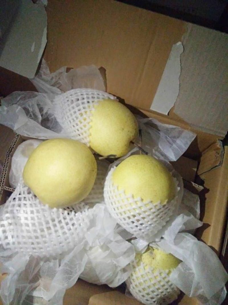雪花梨产地大量一级雪花梨【白菜价】冷库/鲜货