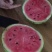8424西瓜5斤打底9成熟1茬