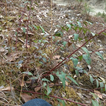 大透骨草（全部野生，且生长环境优良），产地直发