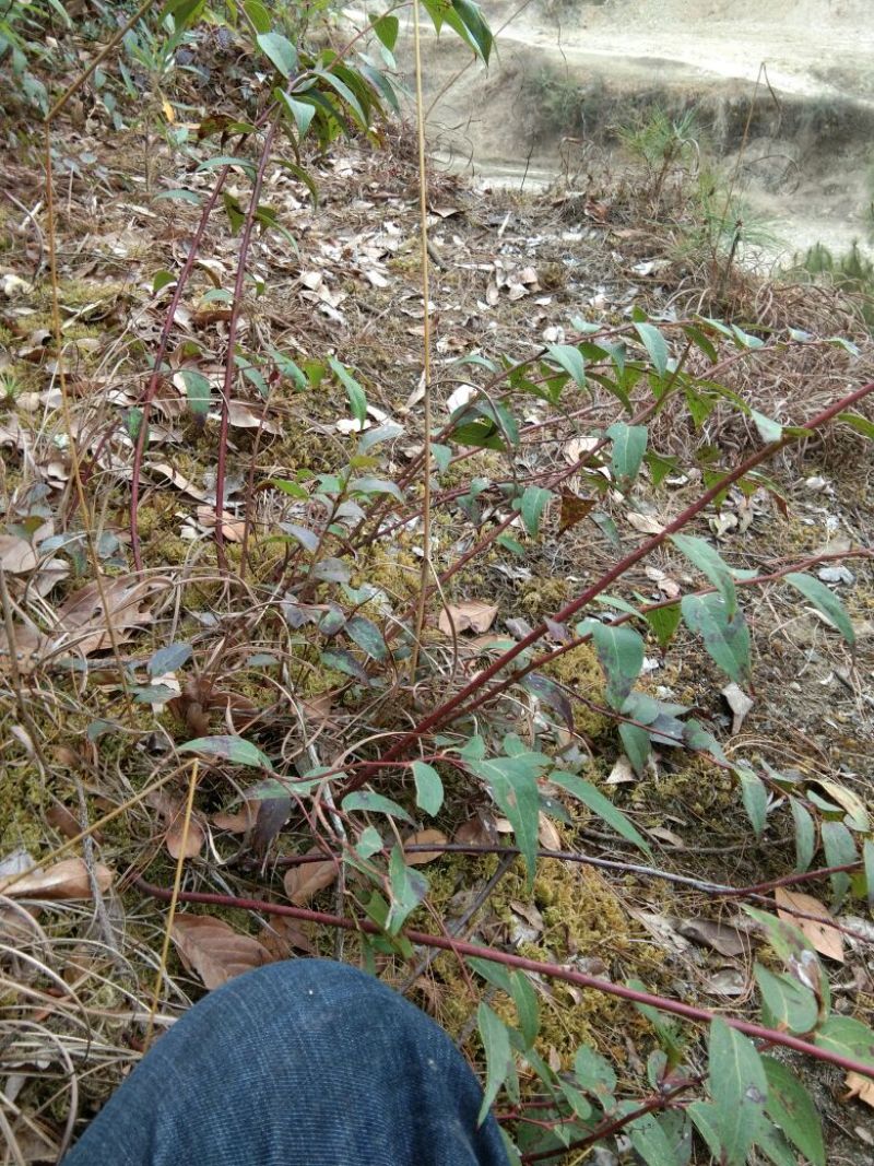 大透骨草（全部野生，且生长环境优良），产地直发