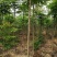 黄山栾树6~8cm4~6cm4米以上