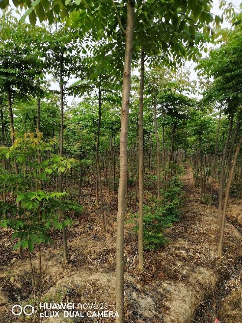 黄山栾树6~8cm4~6cm4米以上