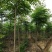 黄山栾树6~8cm4~6cm4米以上