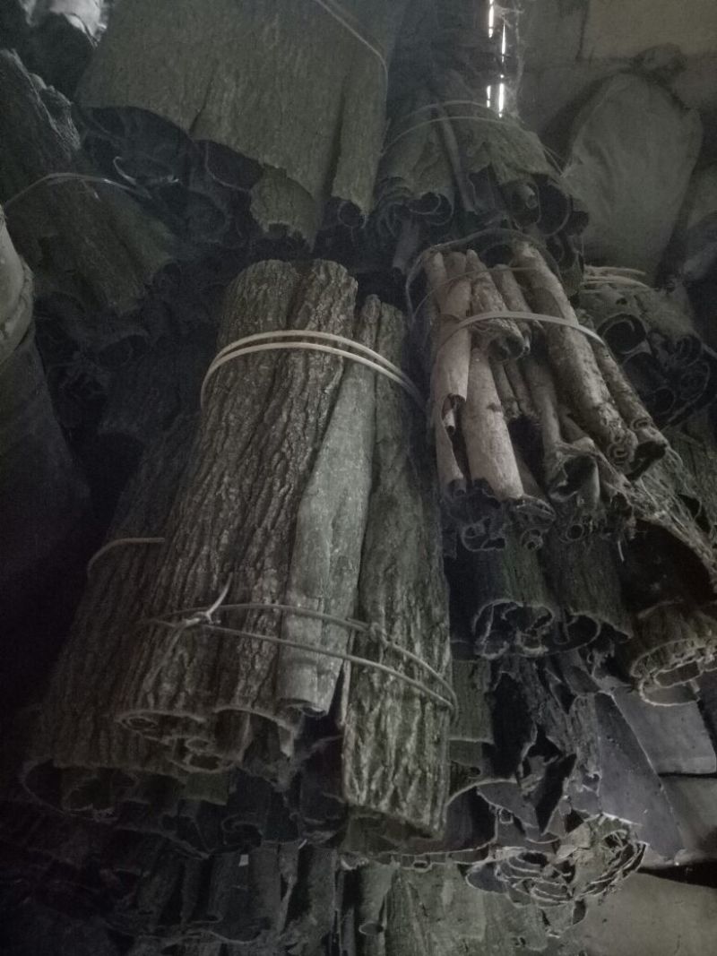 杜仲皮干卷皮