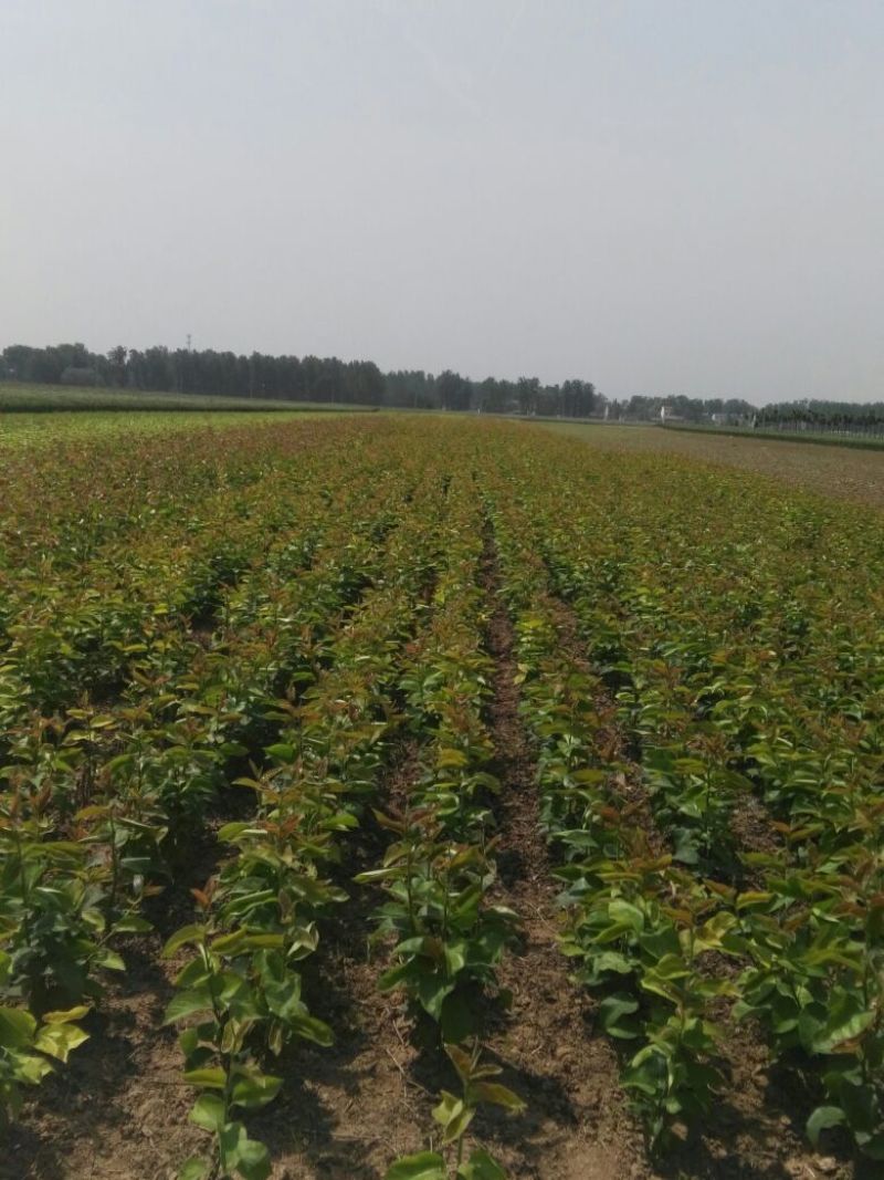 新梨七号：自己家苗圃基地培育的苗子，品种纯真