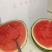 8424西瓜6斤打底8成熟1茬