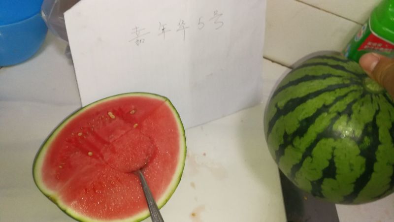 8424西瓜6斤打底8成熟1茬