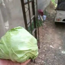 甘蓝精品1~2公斤