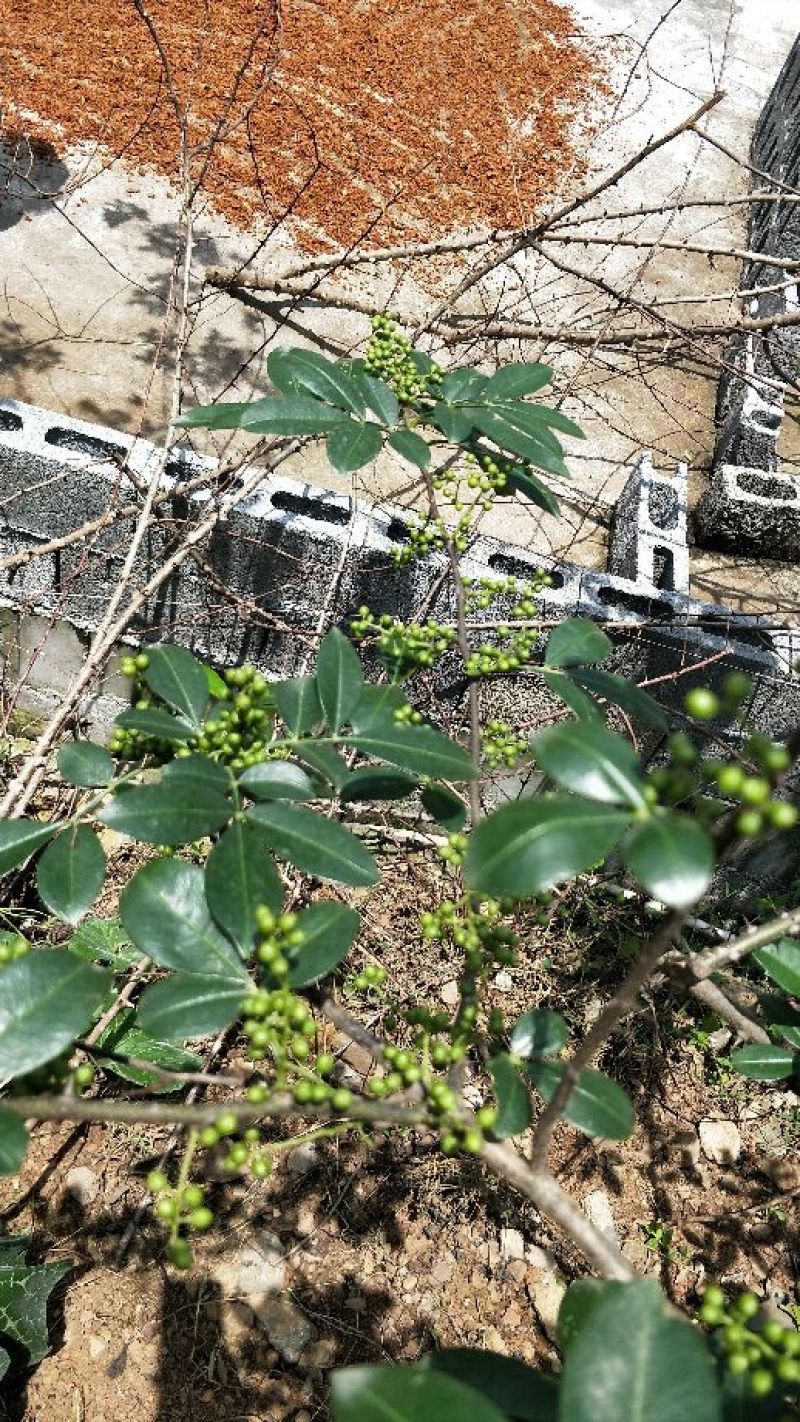花椒特级干