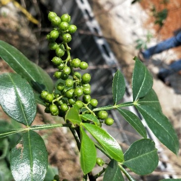 花椒特级干