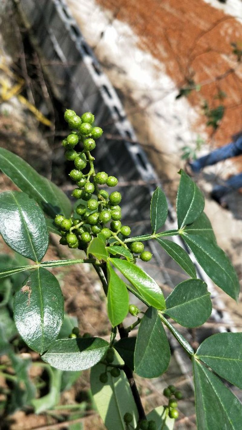 花椒特级干