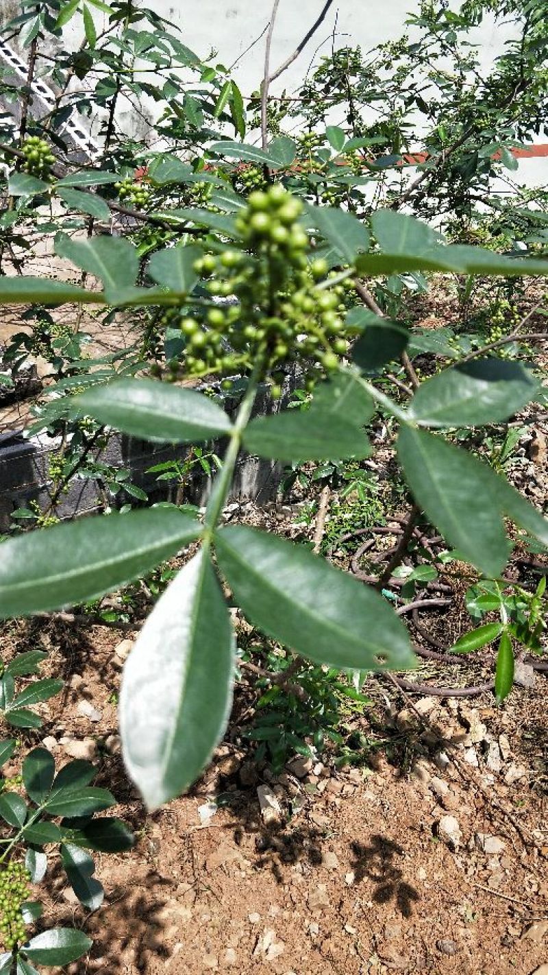 花椒特级干