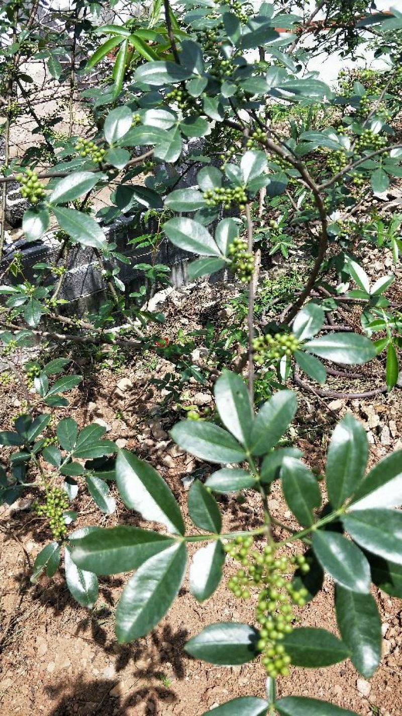 花椒特级干