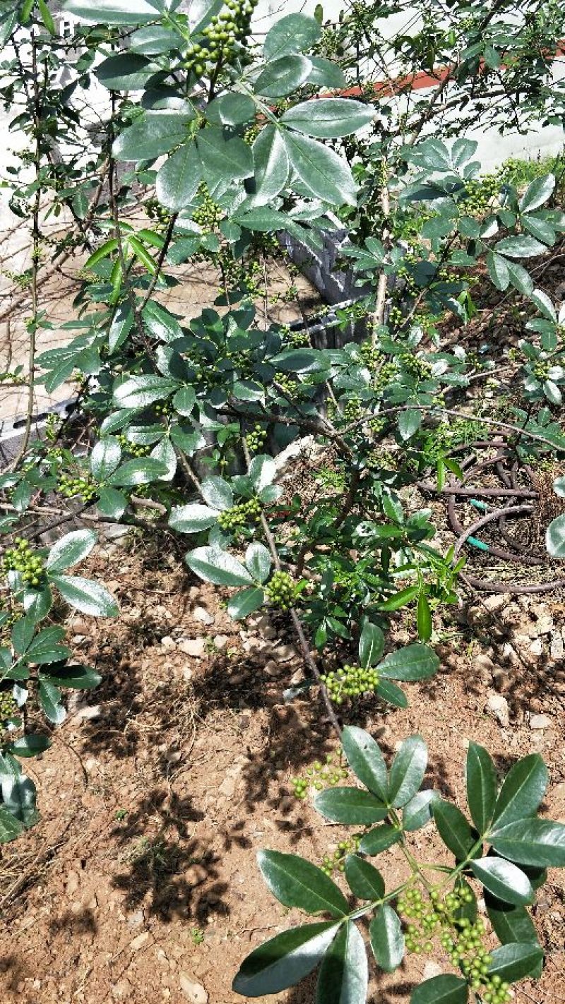 花椒特级干