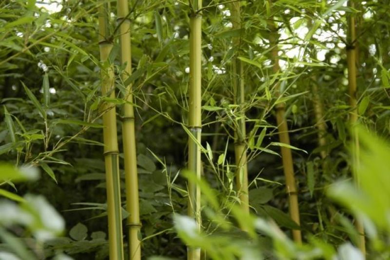 金镶玉竹