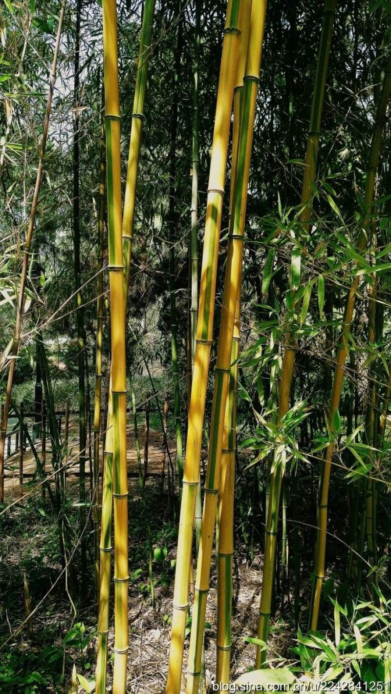 金镶玉竹