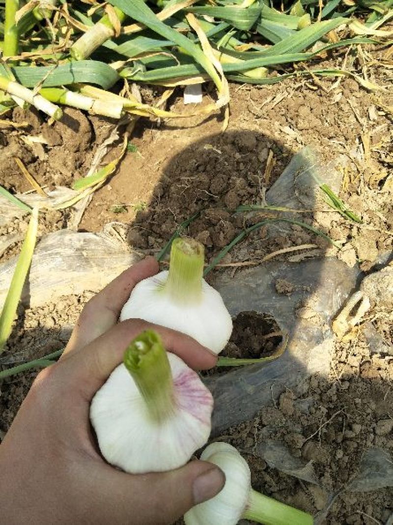 大蒜5cm~5.5cm鲜蒜