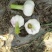 大蒜5cm~5.5cm鲜蒜