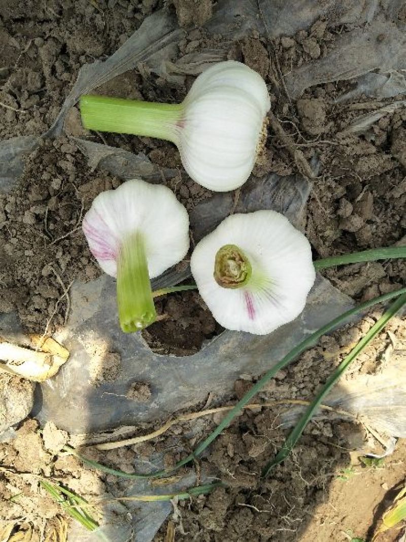 大蒜5cm~5.5cm鲜蒜