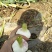 大蒜5cm~5.5cm鲜蒜
