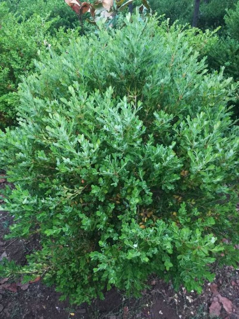 瓜子黄杨球4~6cm4cm以下0.5~1米