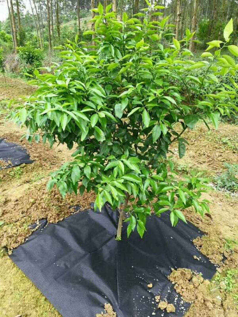 除草布