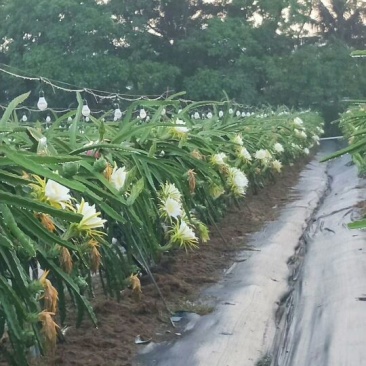 除草布