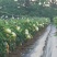 除草布