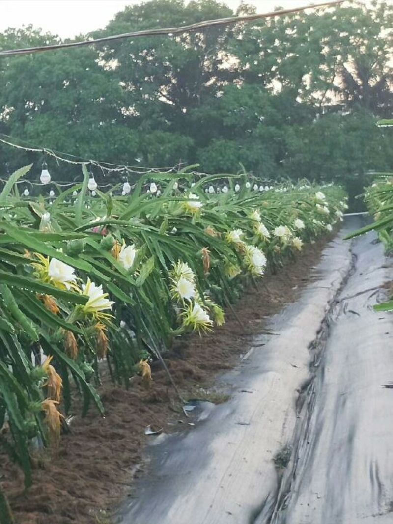 除草布