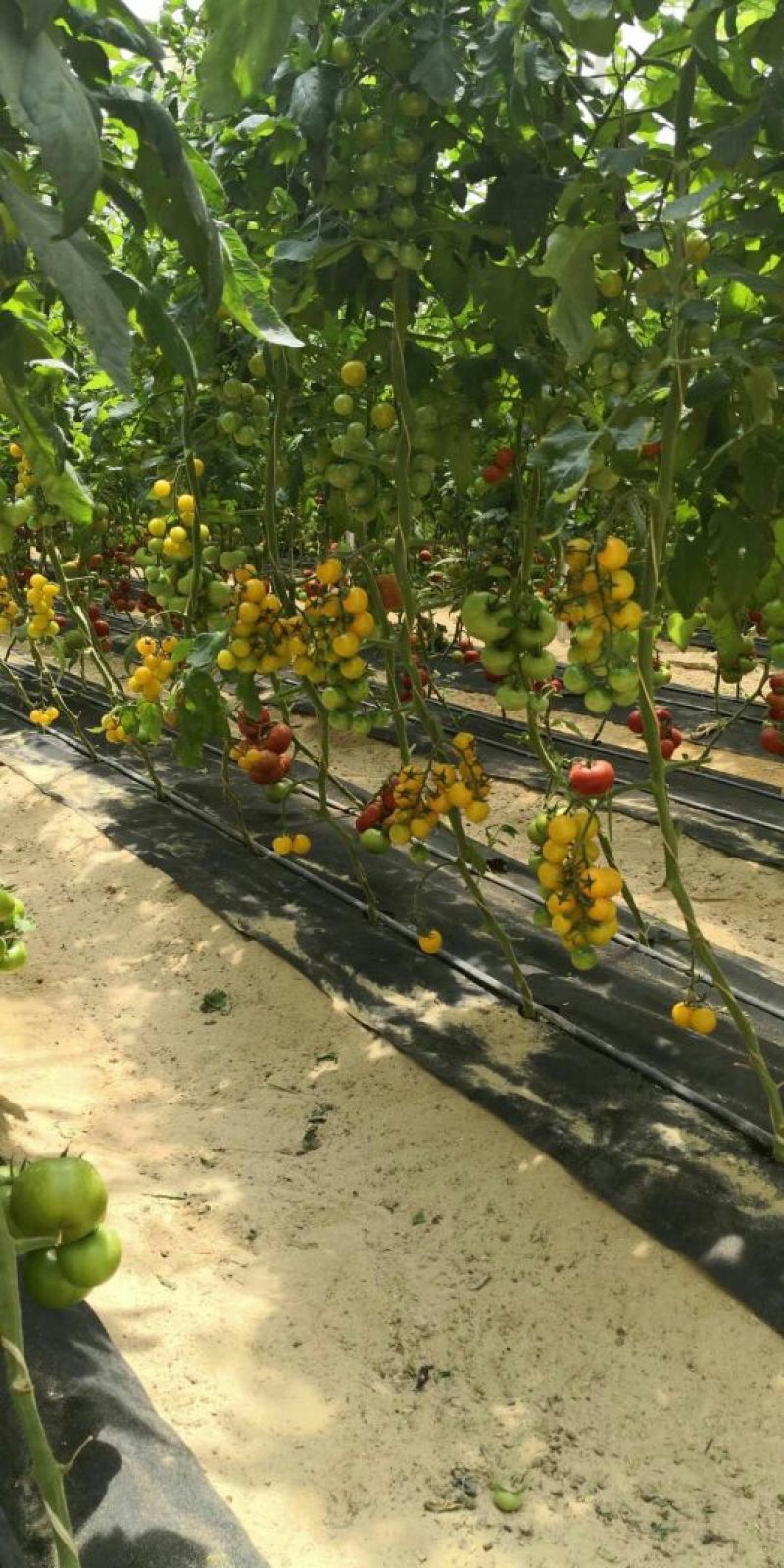 除草布