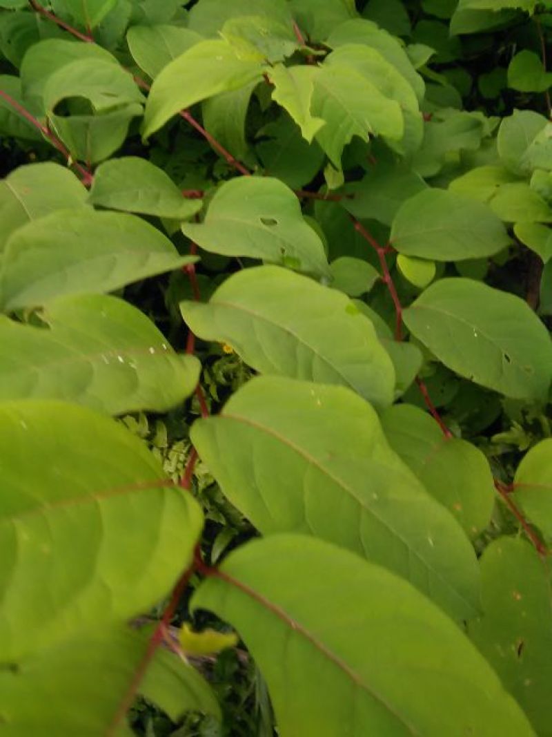虎杖