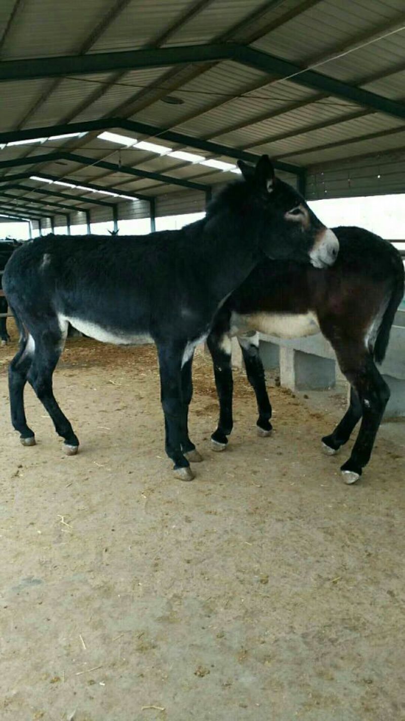 德州肉驴