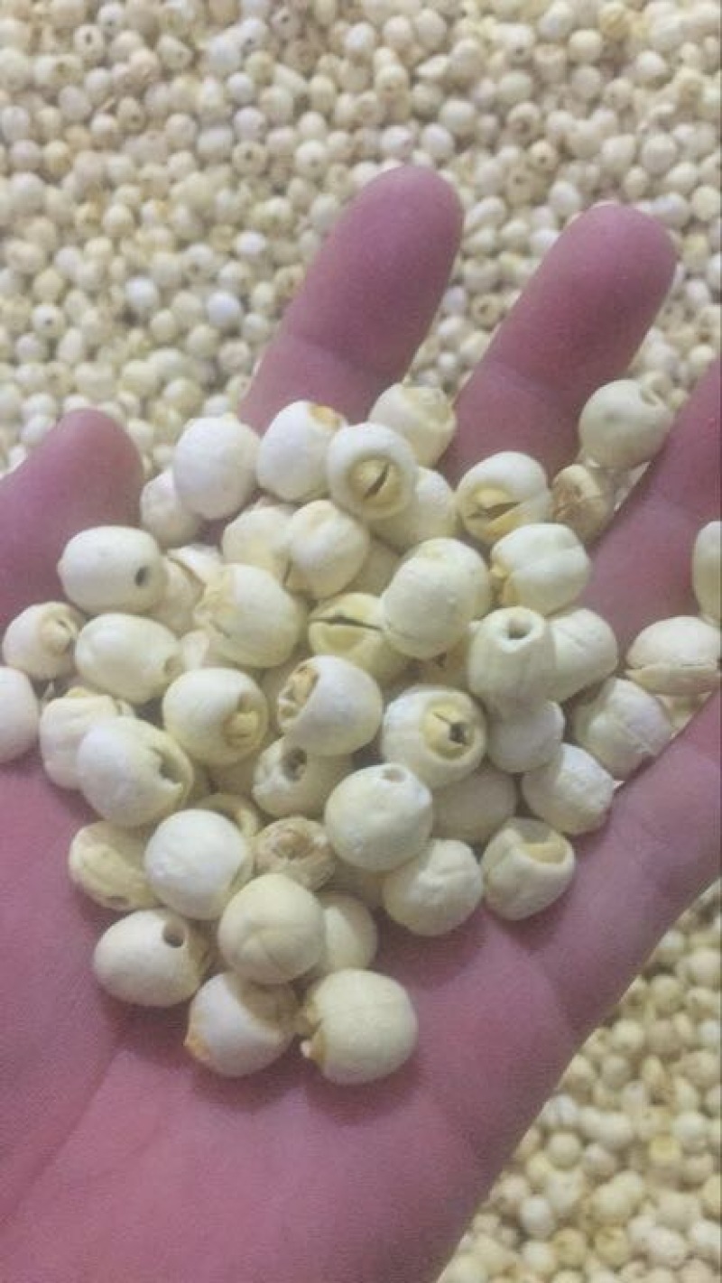 白莲子一级干莲子，颗粒爆满均匀，手工挑选，厂家直销