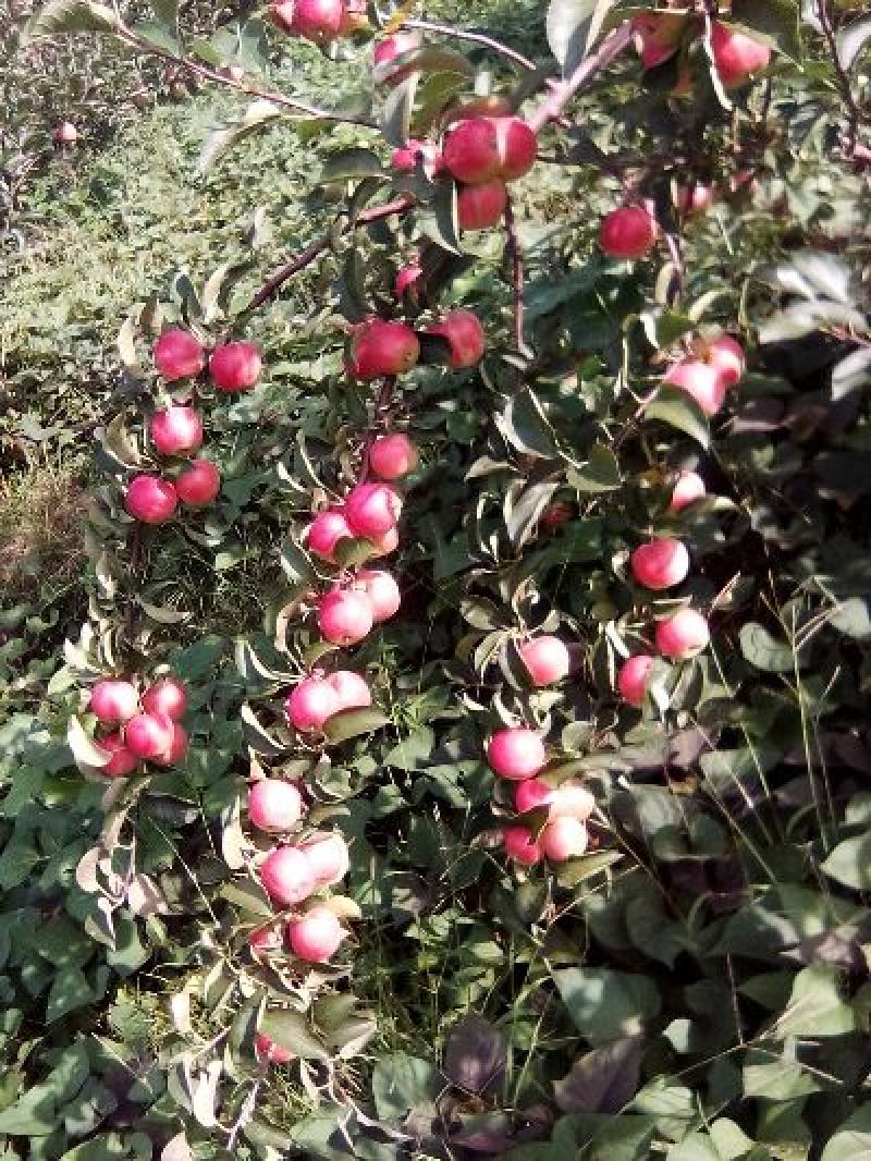 123小苹果
