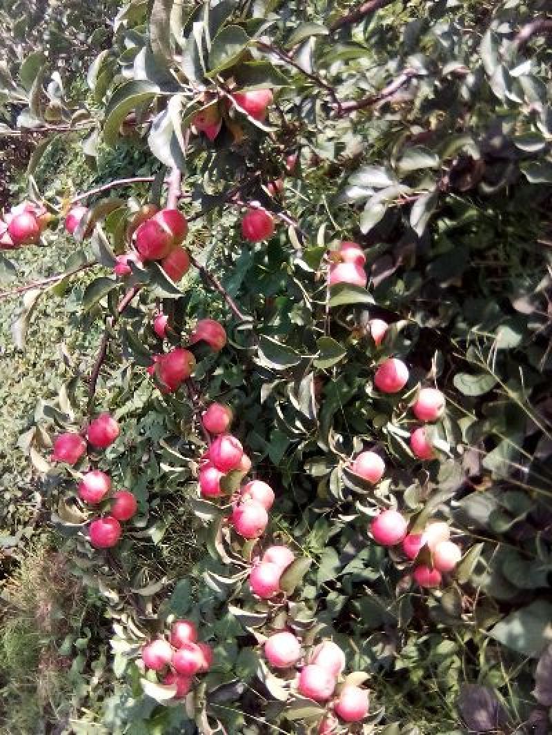 123小苹果