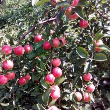 123小苹果