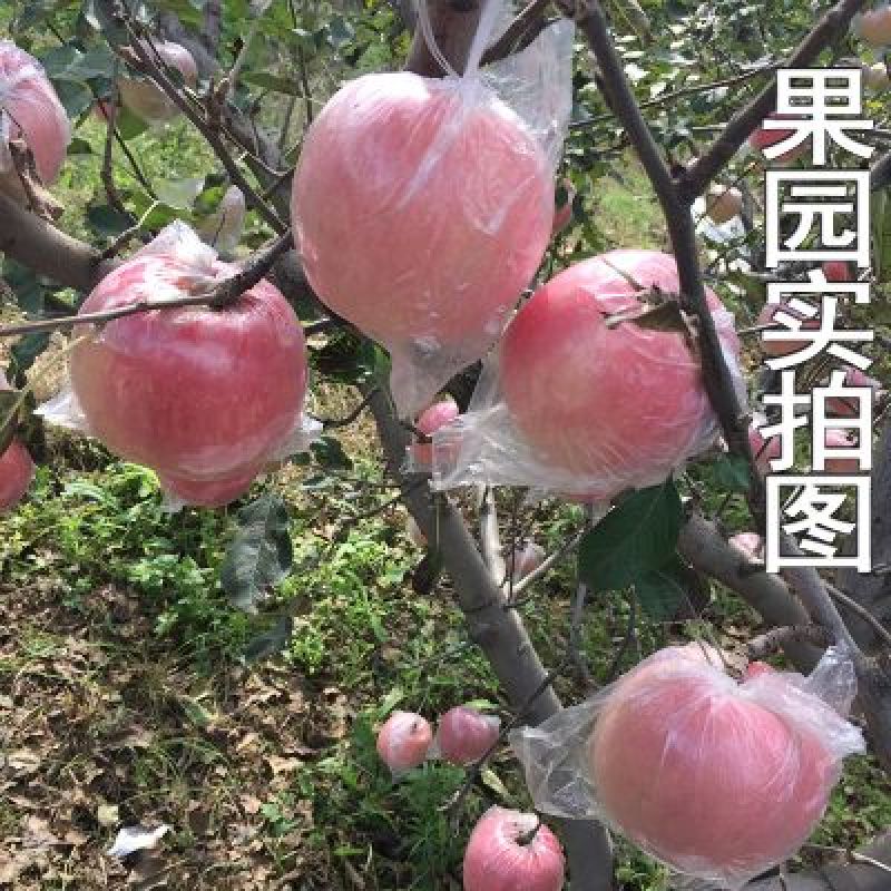 苹果75mm以上光果