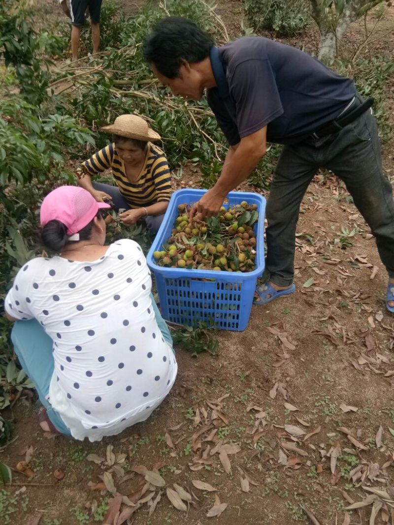 三月红荔枝